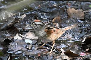 059 Sparrow, Swamp, 2023-05120161 Parker River NWR, MA